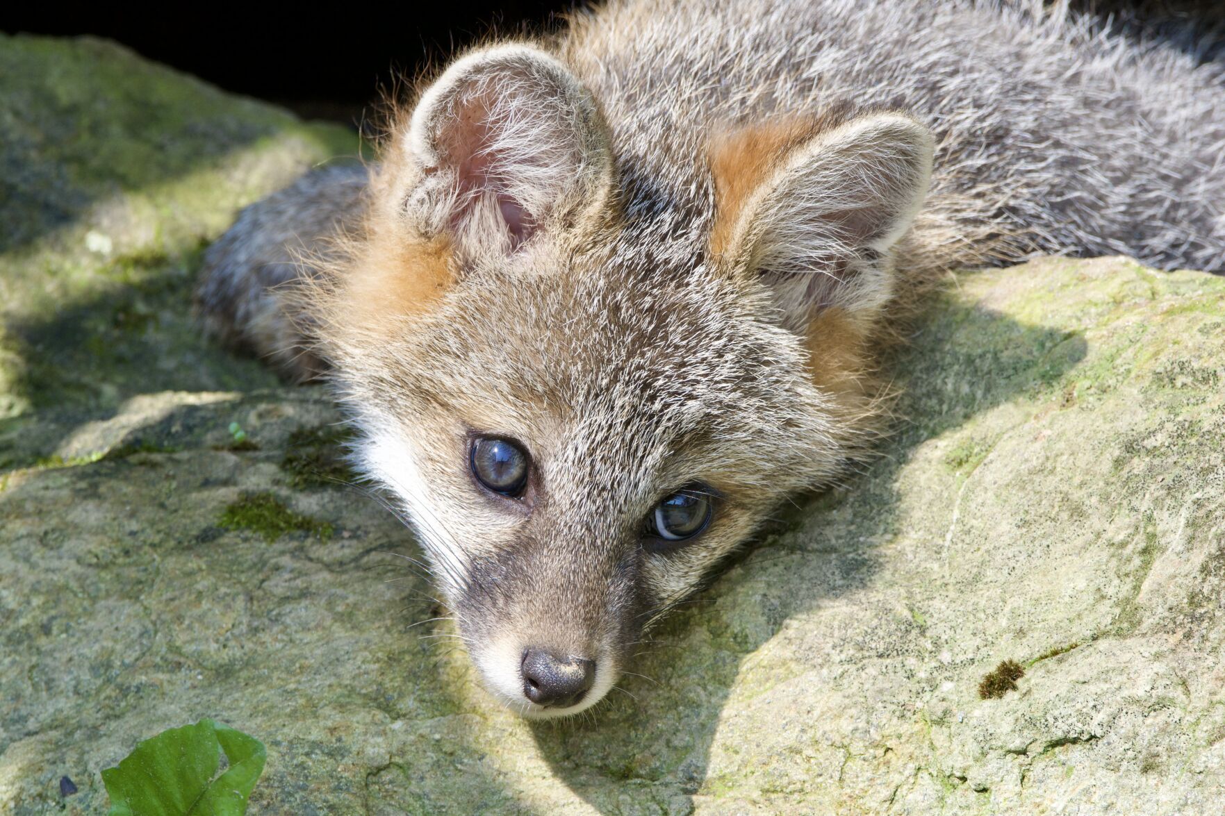 Steve Costello's Wildlife: Beyond cute